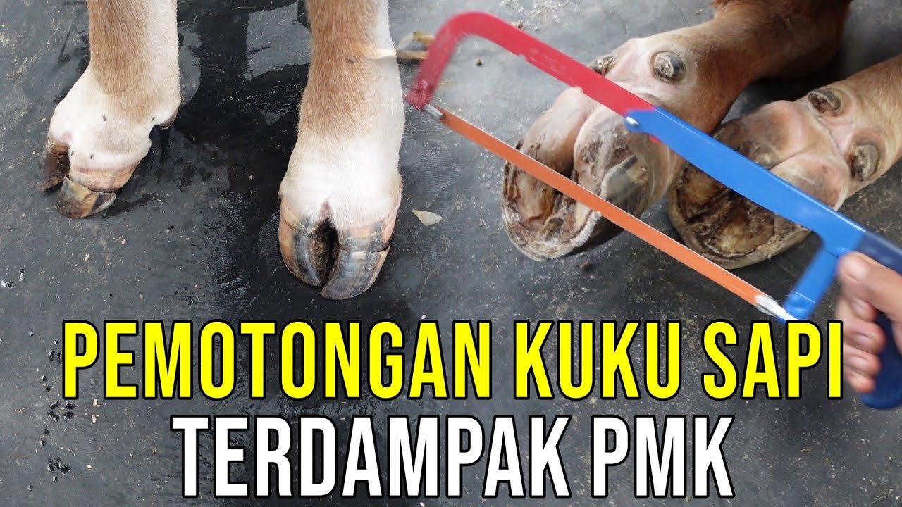 
                                 Potong-Kuku-Sapi-PMK